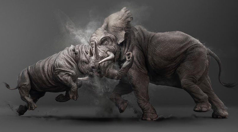 Rino vs Elephant